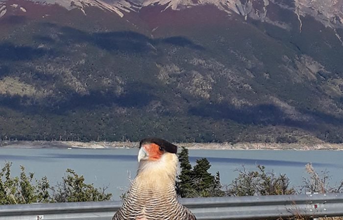 Excursiones El Calafate